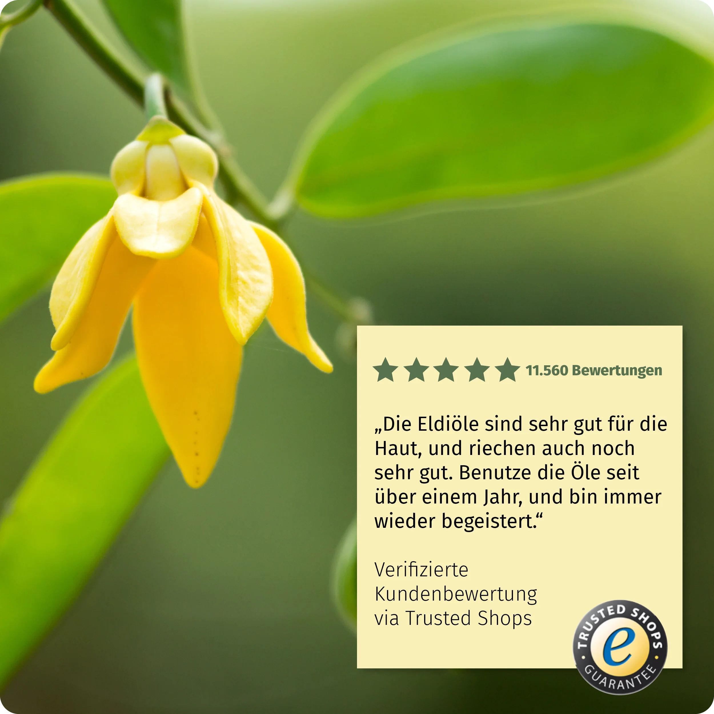 Eldi-Öl Ylang Ylang - Image 6